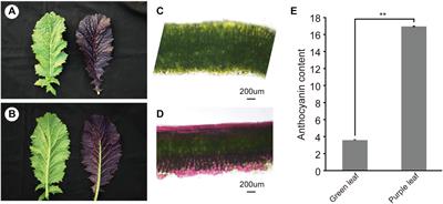 Genetic and Comparative Transcriptome Analysis Revealed DEGs Involved in the Purple Leaf Formation in Brassica juncea